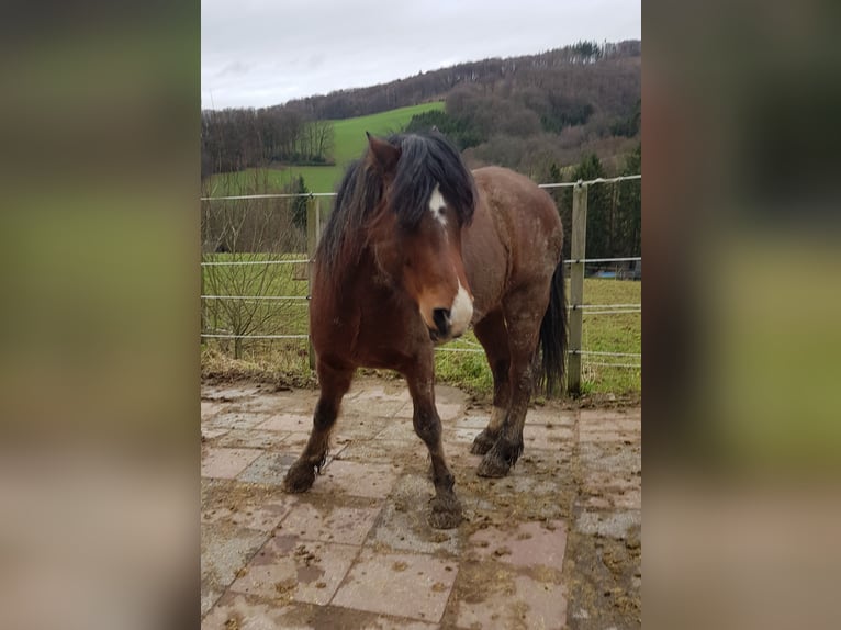 Welsh C (of Cob Type) Mix Gelding 7 years 14,1 hh Brown in Overath