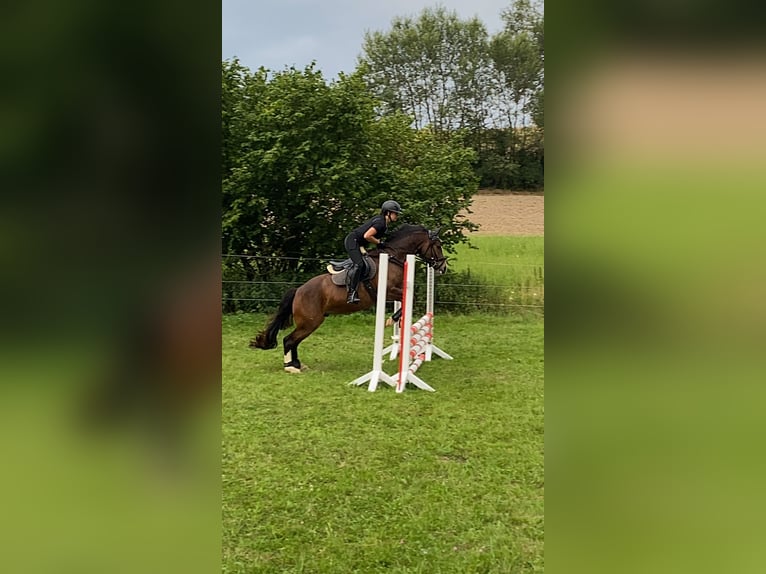 Welsh C (of Cob Type) Gelding 7 years 14,1 hh Brown in Langenzenn