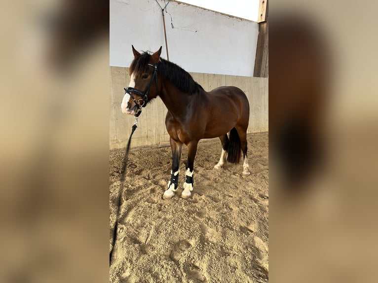 Welsh C (of Cob Type) Gelding 7 years 14,1 hh Brown in Langenzenn