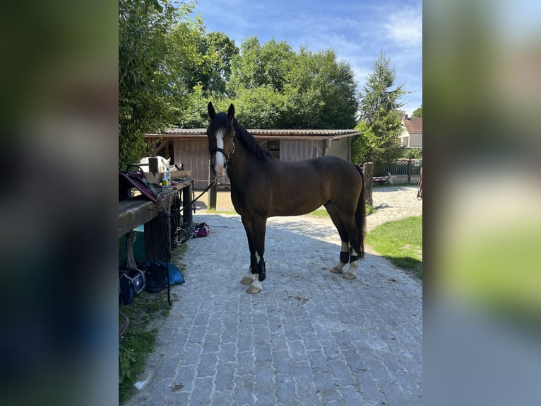 Welsh C (of Cob Type) Gelding 7 years 14,1 hh Brown in Langenzenn