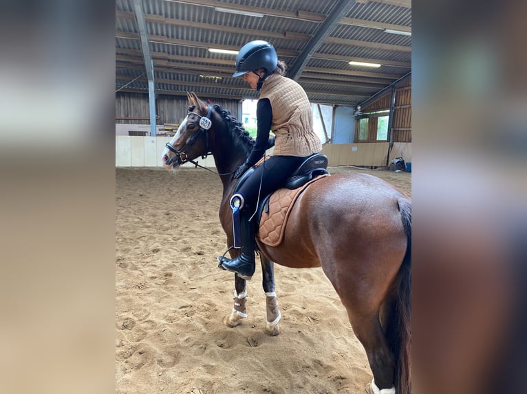 Welsh C (of Cob Type) Gelding 7 years 14,1 hh Brown in Langenzenn