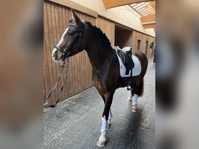Welsh C (of Cob Type) Gelding 7 years 14,1 hh Brown in Langenzenn