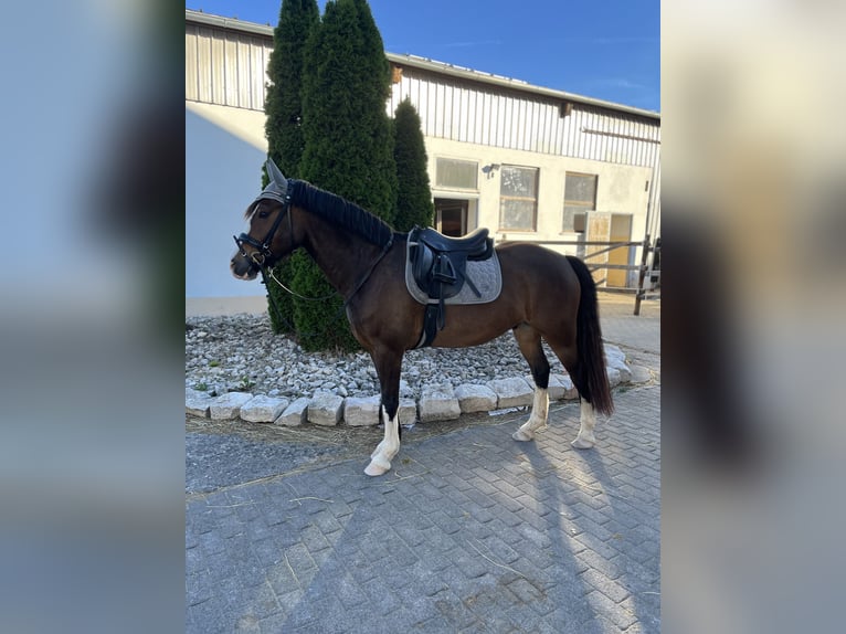 Welsh C (of Cob Type) Gelding 7 years 14,1 hh Brown in Langenzenn