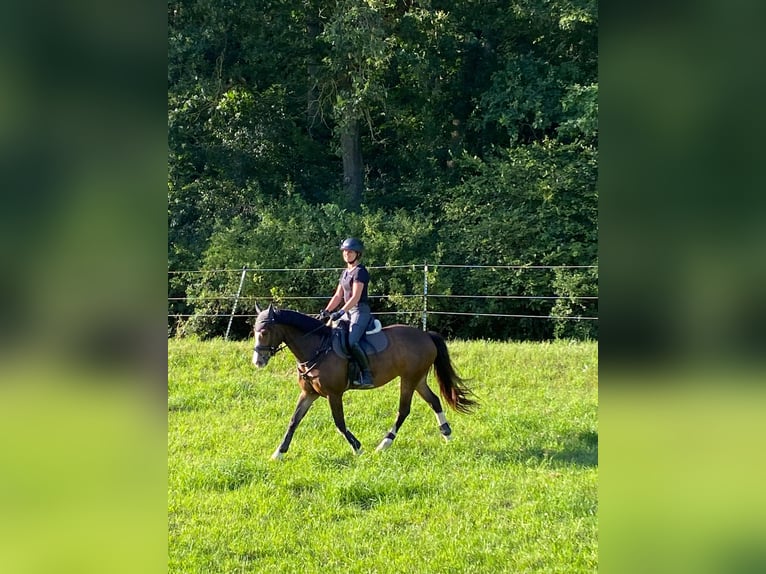 Welsh C (of Cob Type) Gelding 7 years 14,1 hh Brown in Langenzenn
