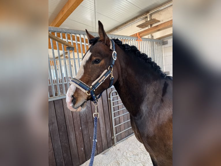 Welsh C (of Cob Type) Gelding 7 years 14,1 hh Brown in Langenzenn