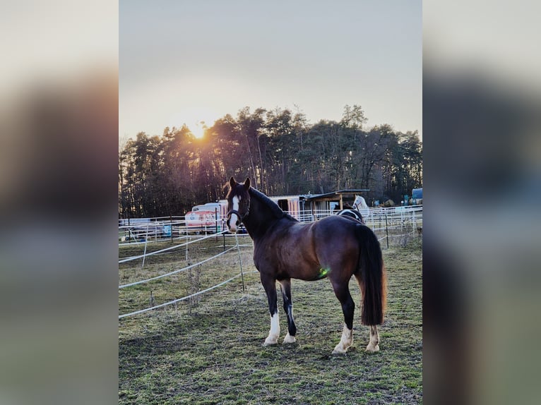 Welsh C (of Cob Type) Gelding 7 years 14,1 hh Brown in Langenzenn