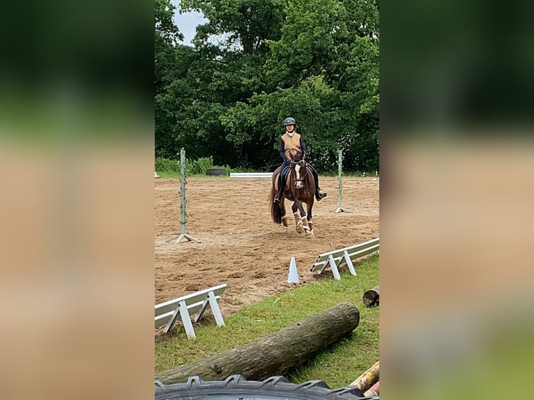 Welsh C (of Cob Type) Gelding 7 years 14,1 hh Brown in Langenzenn