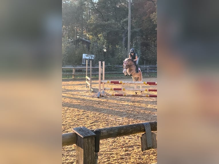 Welsh C (of Cob Type) Gelding 8 years 12,3 hh in Gilching