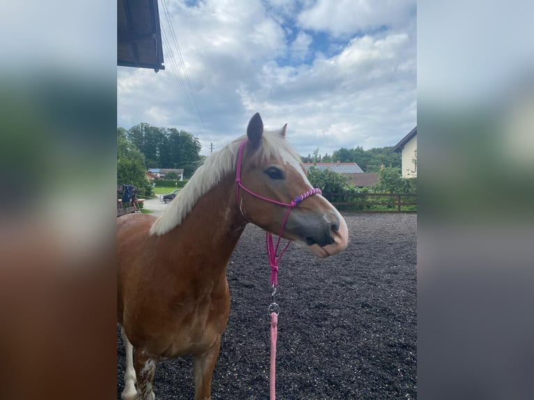 Welsh C (of Cob Type) Gelding 8 years 12,3 hh in Gilching