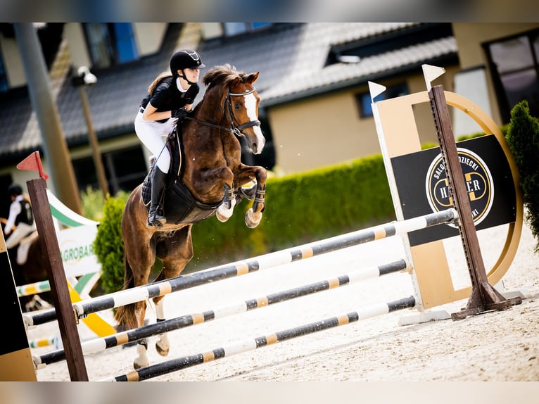 Welsh C (of Cob Type) Gelding 8 years 13,3 hh Chestnut in Pod&#x142;&#x119;cze