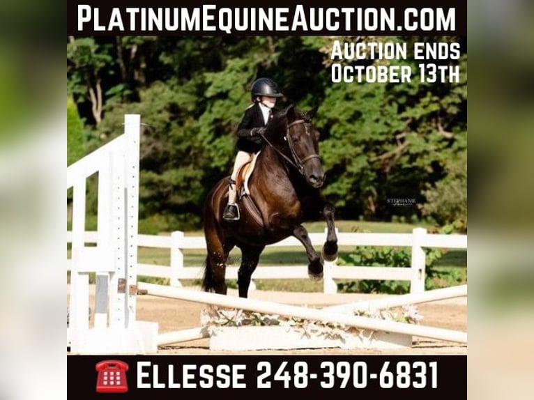 Welsh C (of Cob Type) Gelding 8 years 14.1 hh Black in Howell MI