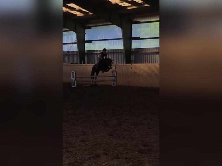 Welsh C (of Cob Type) Gelding 9 years 12,3 hh Black in Wiershop