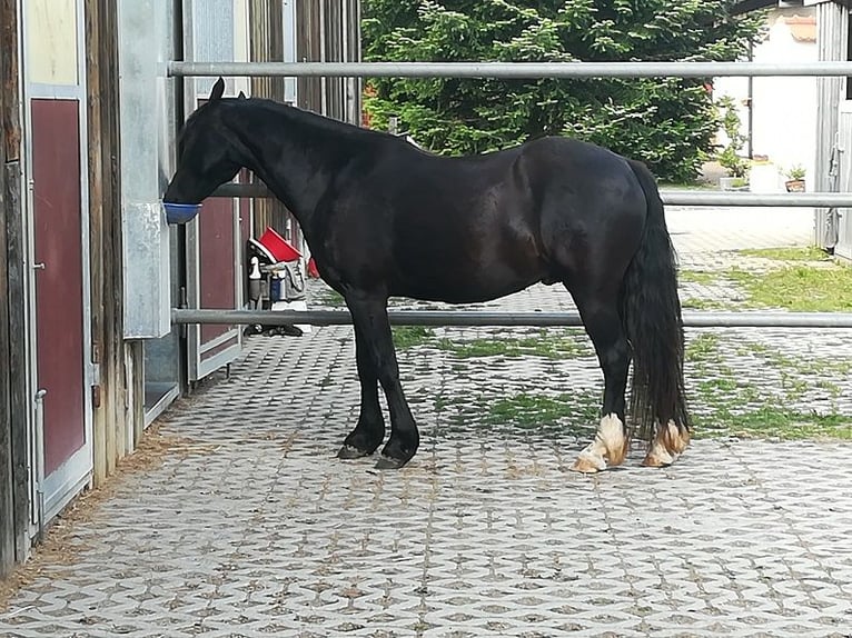 Welsh C (of Cob Type) Gelding 9 years 13 hh Black in Falkenberg