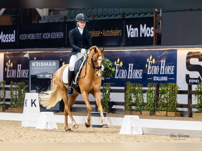 Welsh C (of Cob Type) Gelding 9 years 13,1 hh Bay in Walem