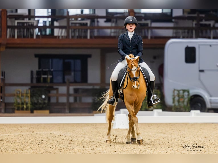 Welsh C (of Cob Type) Gelding 9 years 13,1 hh Bay in Walem