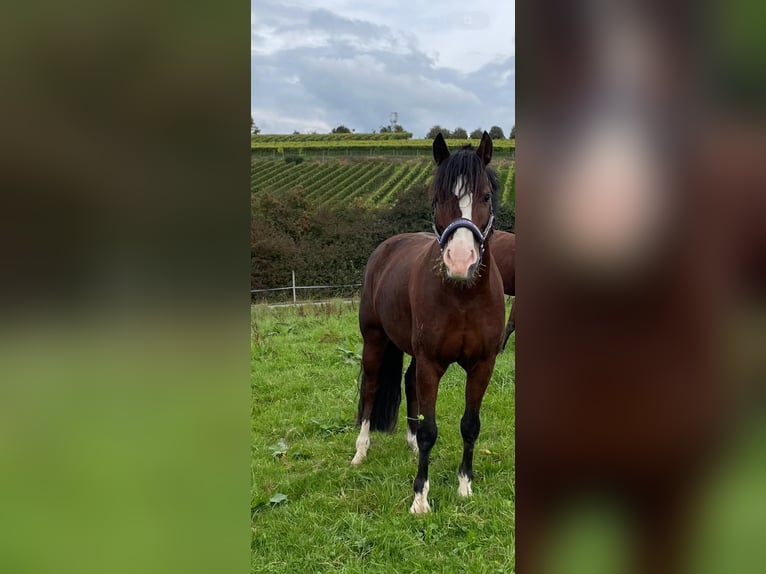 Welsh C (of Cob Type) Gelding 9 years 13,1 hh Brown in Weingarten