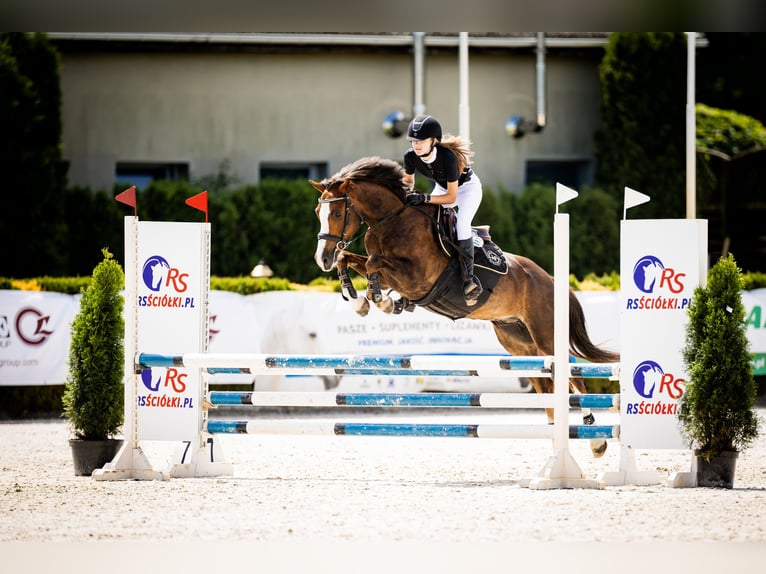 Welsh C (of Cob Type) Gelding 9 years 13,3 hh Chestnut in Podłęcze