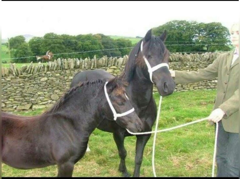 Welsh C (of Cob Type) Mare 10 years 12,2 hh Black in Rotherham