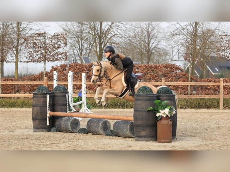Welsh C (of Cob Type) Mare 10 years 13.1 hh Palomino in Oost West en Middelbeers