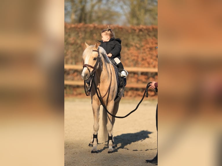 Welsh C (of Cob Type) Mare 10 years 13.1 hh Palomino in Oost West en Middelbeers