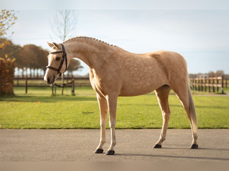 Welsh C (of Cob Type) Mare 10 years 13.1 hh Palomino in Oost West en Middelbeers