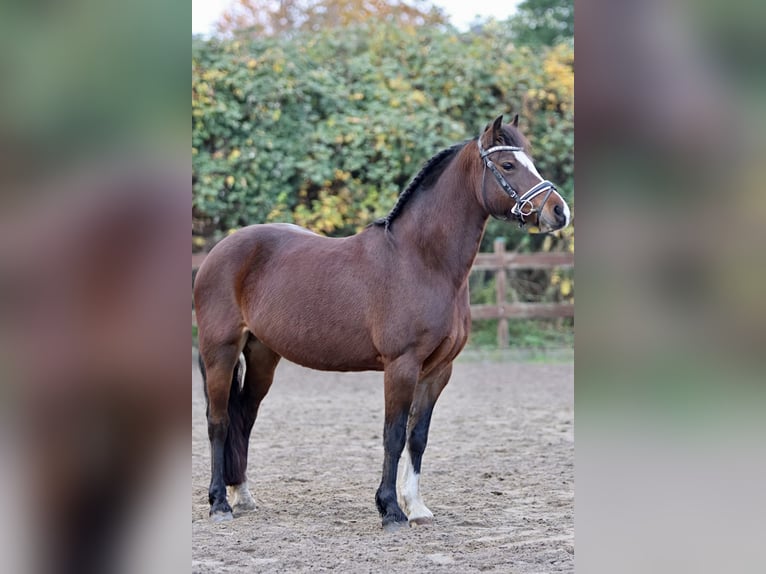 Welsh C (of Cob Type) Mare 10 years 13,2 hh Brown in Blekendorf