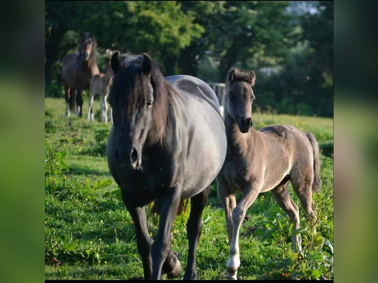 Welsh C (of Cob Type) Mare 10 years Black in Rotherham