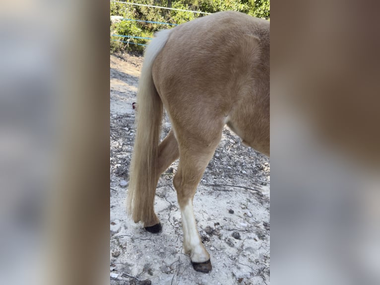 Welsh C (of Cob Type) Mare 11 years 12.1 hh Palomino in Aix en provence