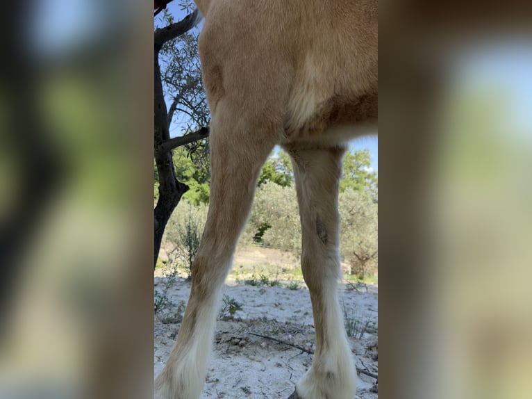 Welsh C (of Cob Type) Mare 11 years 12.1 hh Palomino in Aix en provence