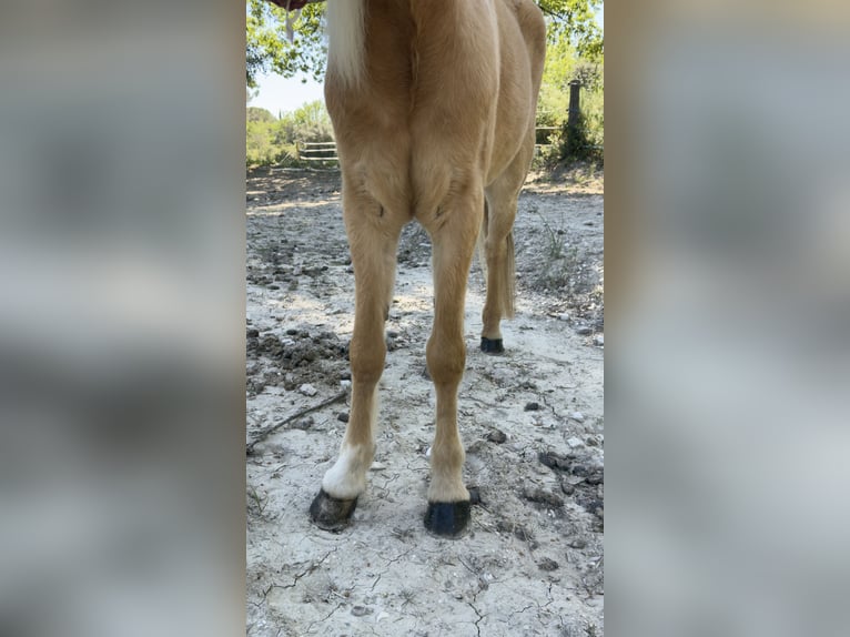 Welsh C (of Cob Type) Mare 11 years 12.1 hh Palomino in Aix en provence