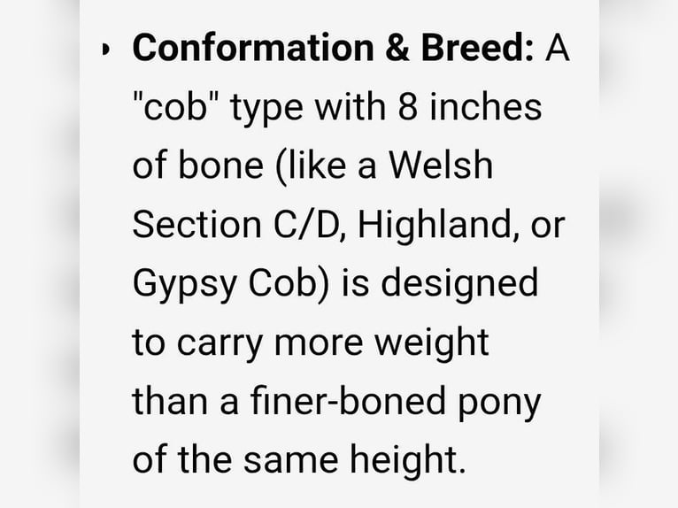 Welsh C (of Cob Type) Mare 11 years 12,2 hh Black in Rotherham