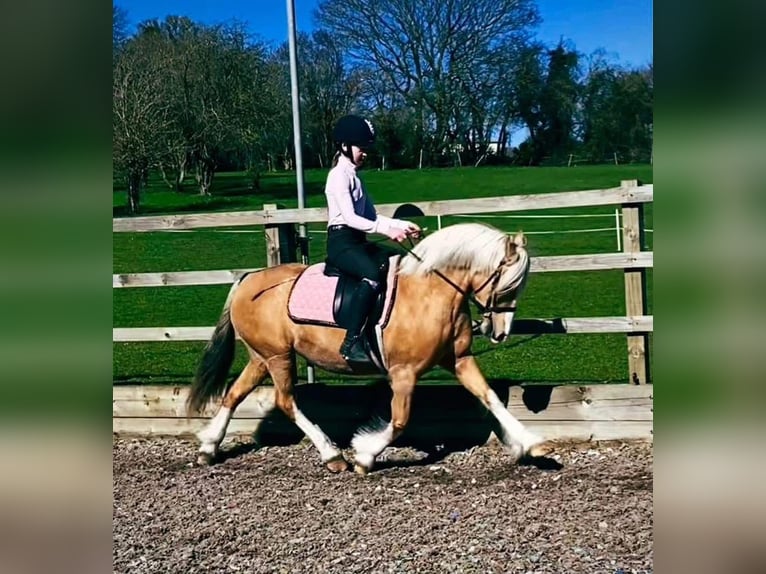 Welsh C (of Cob Type) Mare 11 years 13 hh Palomino in Hengelo (Gld)