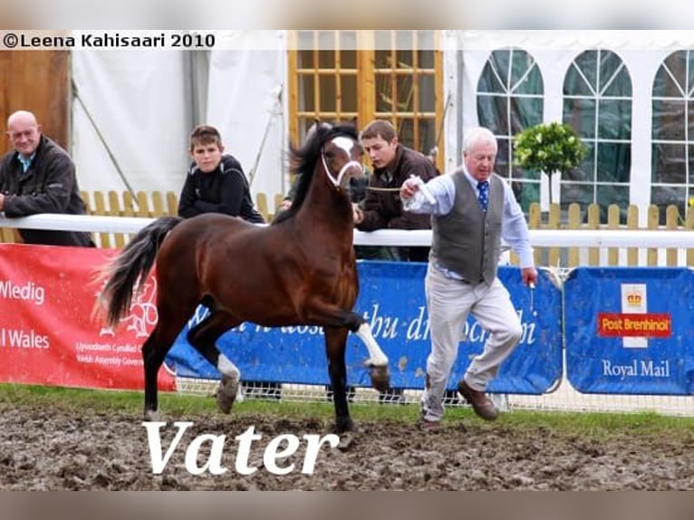 Welsh C (of Cob Type) Mare 12 years 12,3 hh Bay-Dark in Varel Grünenkamp