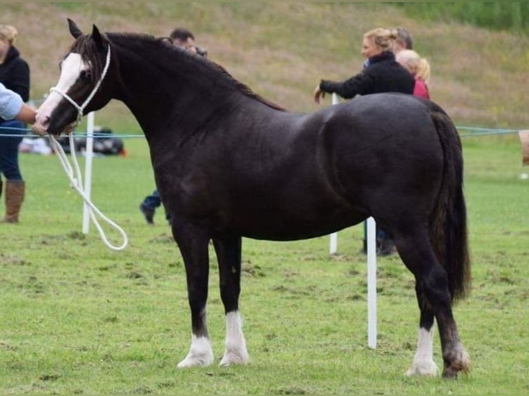 Welsh C (of Cob Type) Mare 12 years 13.1 hh Chestnut-Red in Nuenen