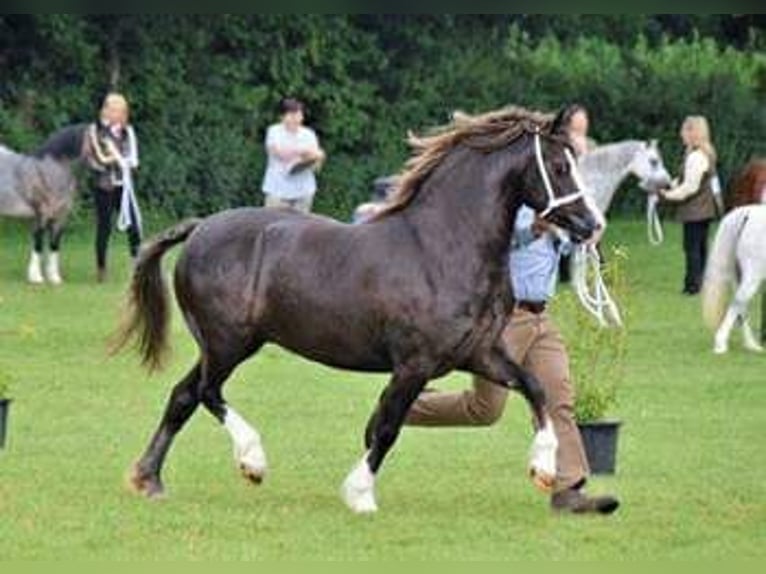 Welsh C (of Cob Type) Mare 12 years 13.1 hh Chestnut-Red in Nuenen