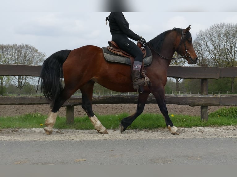 Welsh C (of Cob Type) Mare 12 years 13.2 hh Brown in Lathen