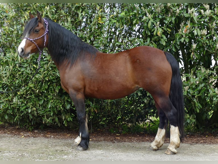 Welsh C (of Cob Type) Mare 12 years 13.2 hh Brown in Lathen