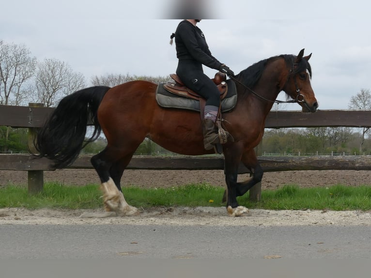 Welsh C (of Cob Type) Mare 12 years 13.2 hh Brown in Lathen