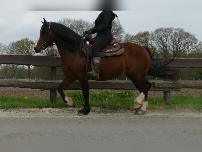 Welsh C (of Cob Type) Mare 12 years 13,2 hh Brown in Lathen