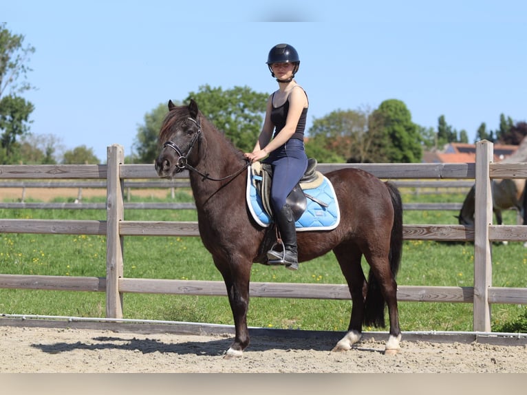 Welsh C (of Cob Type) Mare 13 years 13 hh Brown in Bogaarden