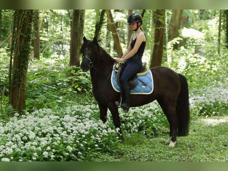 Welsh C (of Cob Type) Mare 13 years 13 hh Brown in Bogaarden