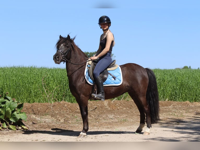 Welsh C (of Cob Type) Mare 13 years 13 hh Brown in Bogaarden