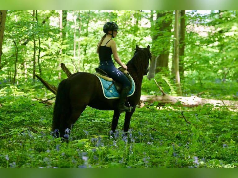 Welsh C (of Cob Type) Mare 13 years 13 hh Brown in Bogaarden