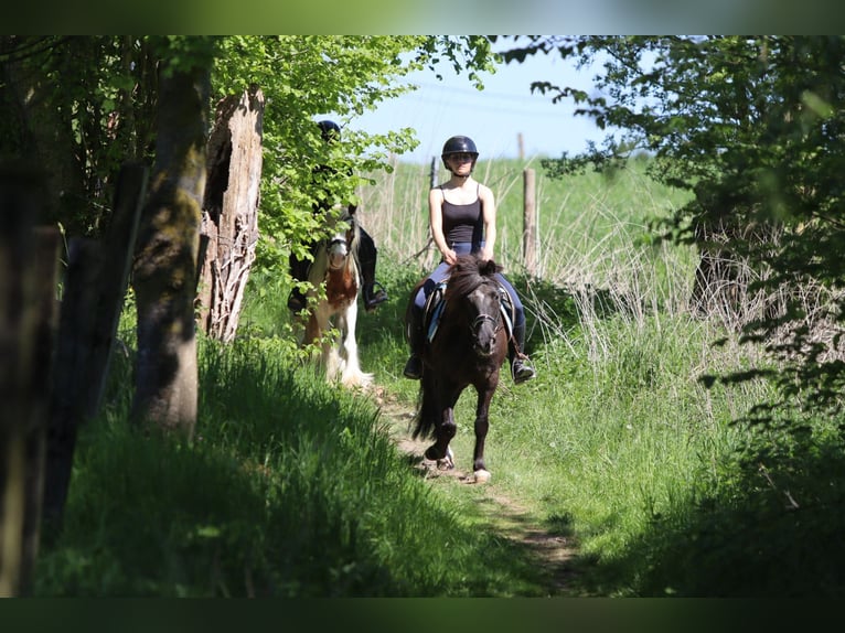 Welsh C (of Cob Type) Mare 13 years 13 hh Brown in Bogaarden