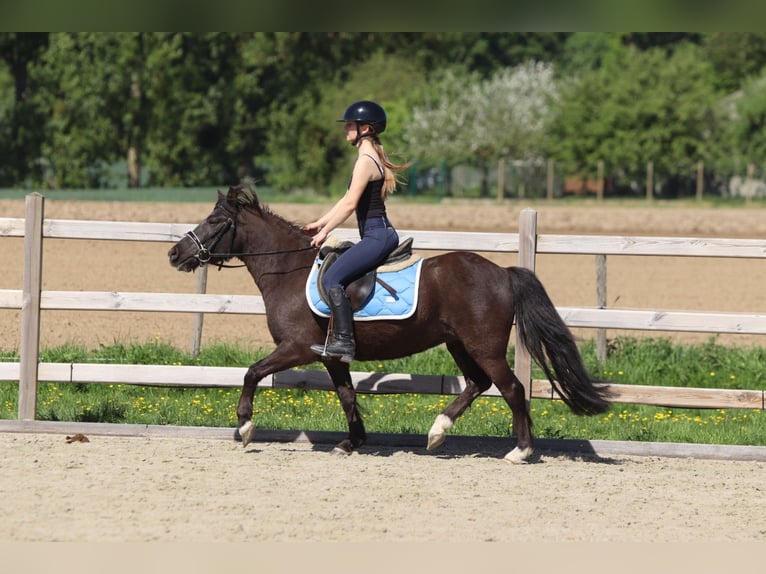 Welsh C (of Cob Type) Mare 13 years 13 hh Brown in Bogaarden