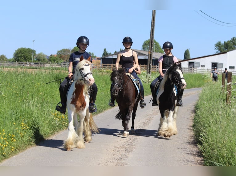 Welsh C (of Cob Type) Mare 13 years 13 hh Brown in Bogaarden