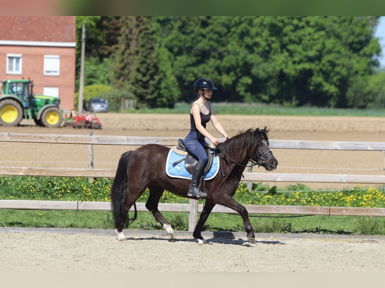Welsh C (of Cob Type) Mare 13 years 13 hh Brown in Bogaarden