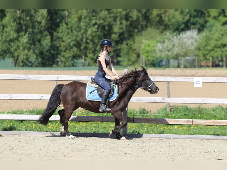 Welsh C (of Cob Type) Mare 13 years 13 hh Brown in Bogaarden