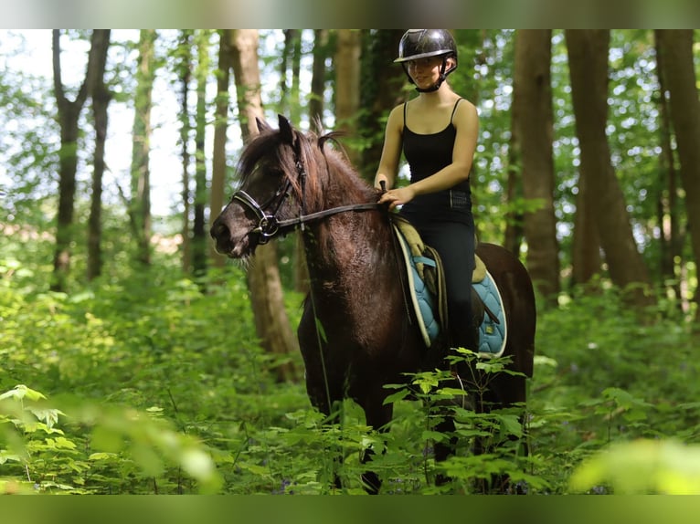 Welsh C (of Cob Type) Mare 13 years 13 hh Brown in Bogaarden