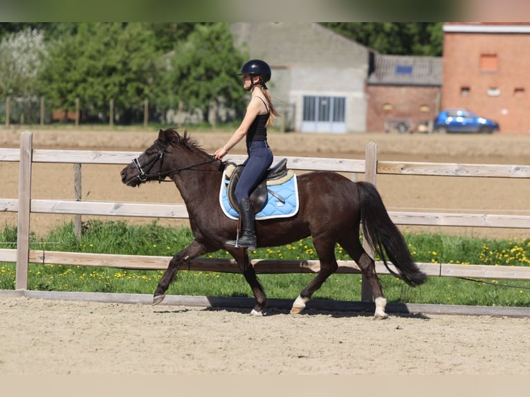 Welsh C (of Cob Type) Mare 13 years 13 hh Brown in Bogaarden